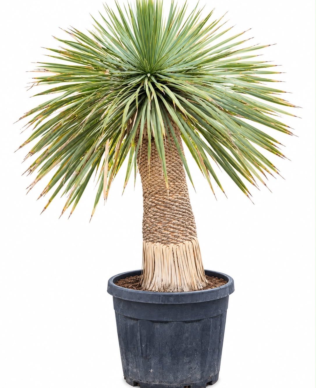 Yucca Rostrata