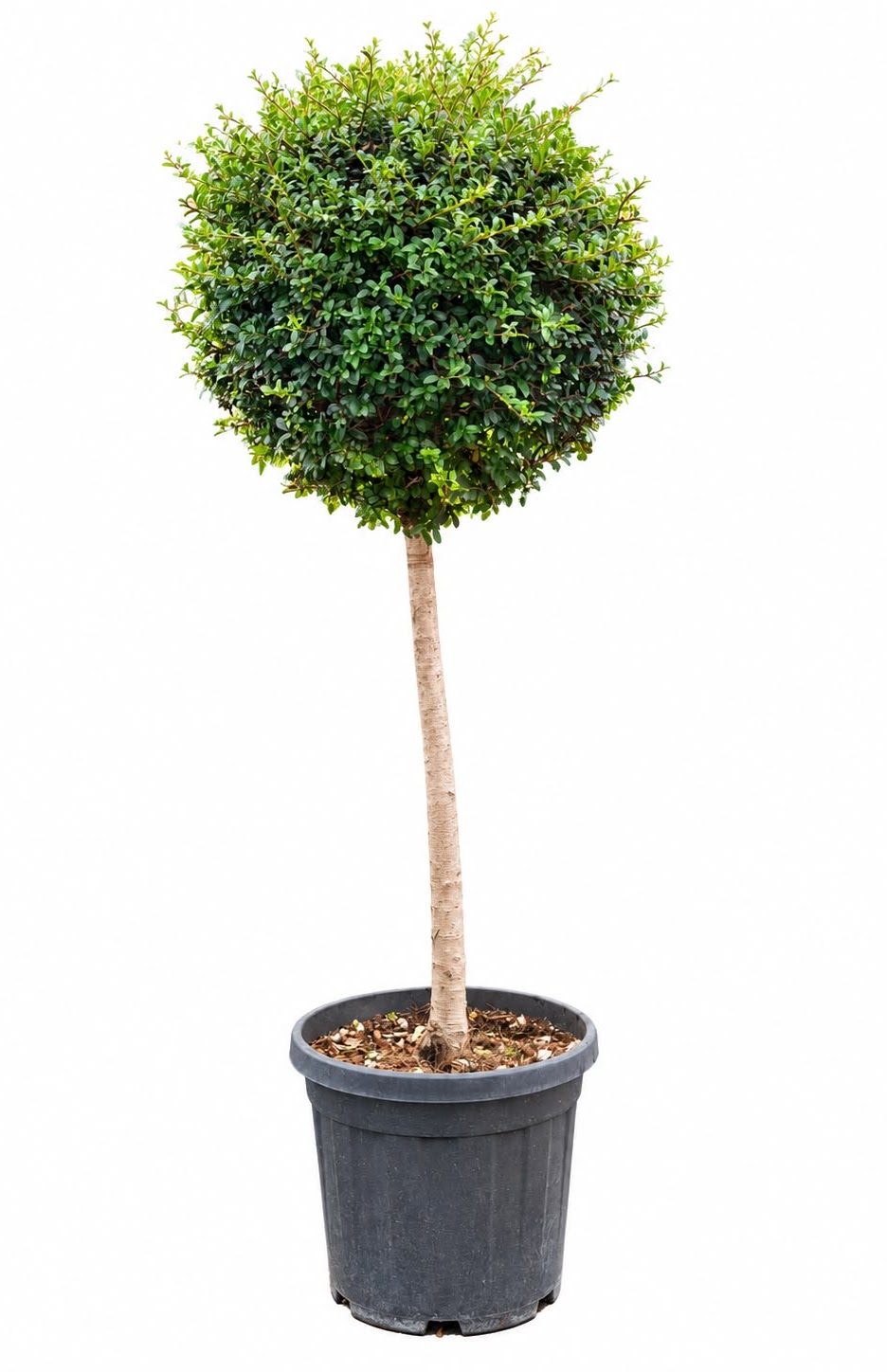 Ligustrum Glob #1