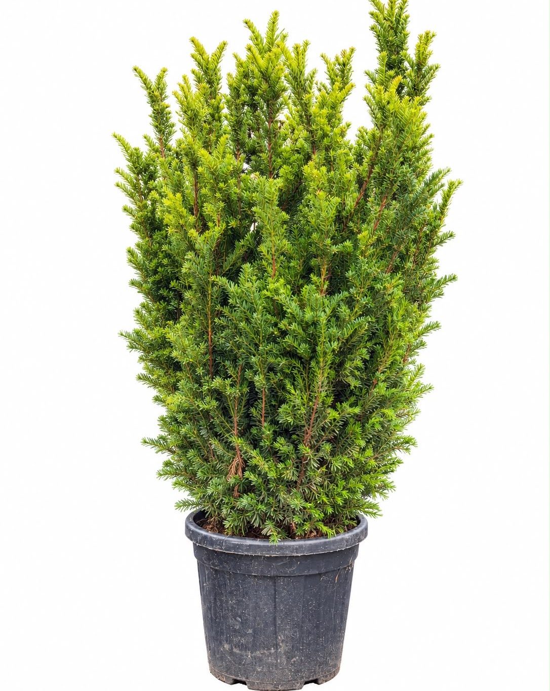 Taxus Baccata