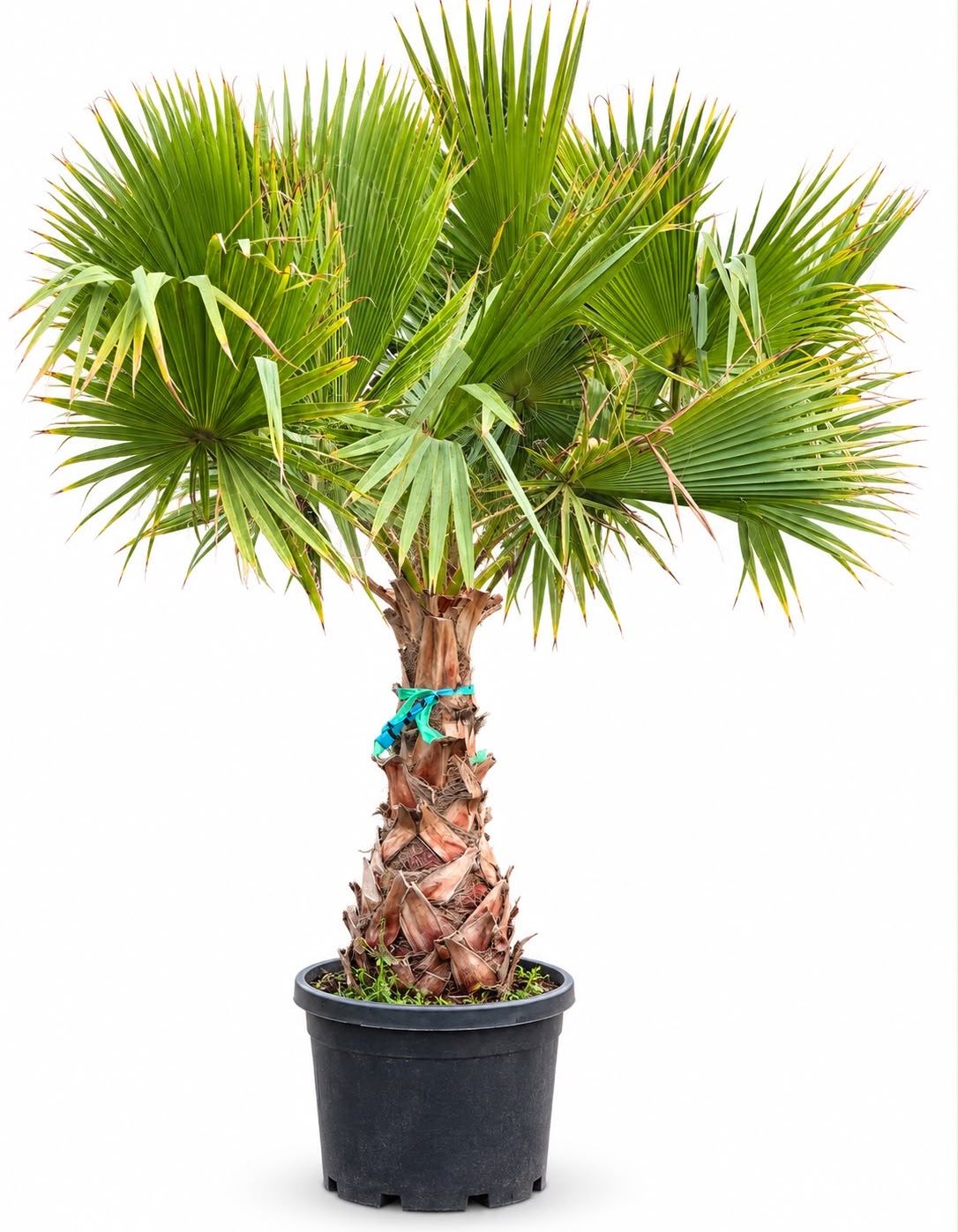 Palmier Washingtonia