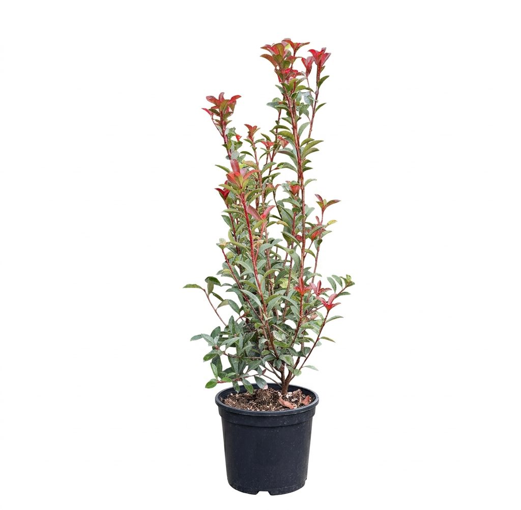 Photinia Red Robin Gard Viu