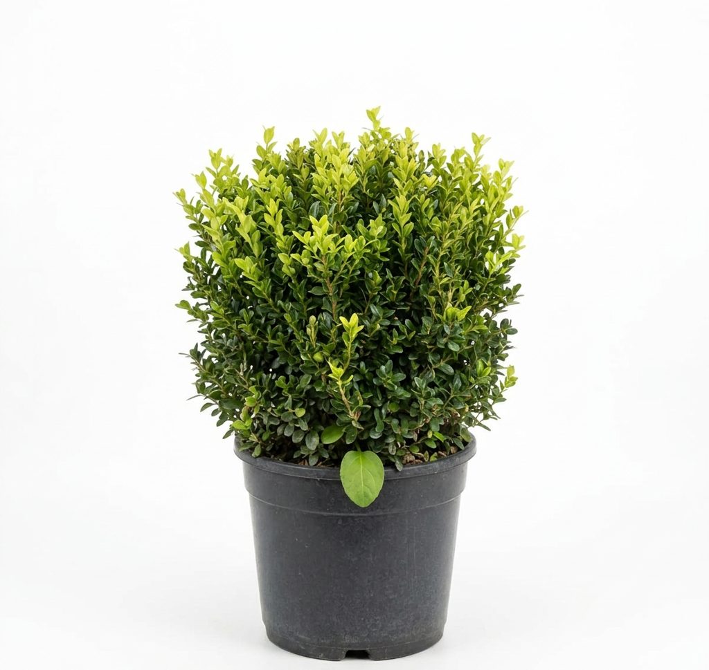 Buxus Sempervirens