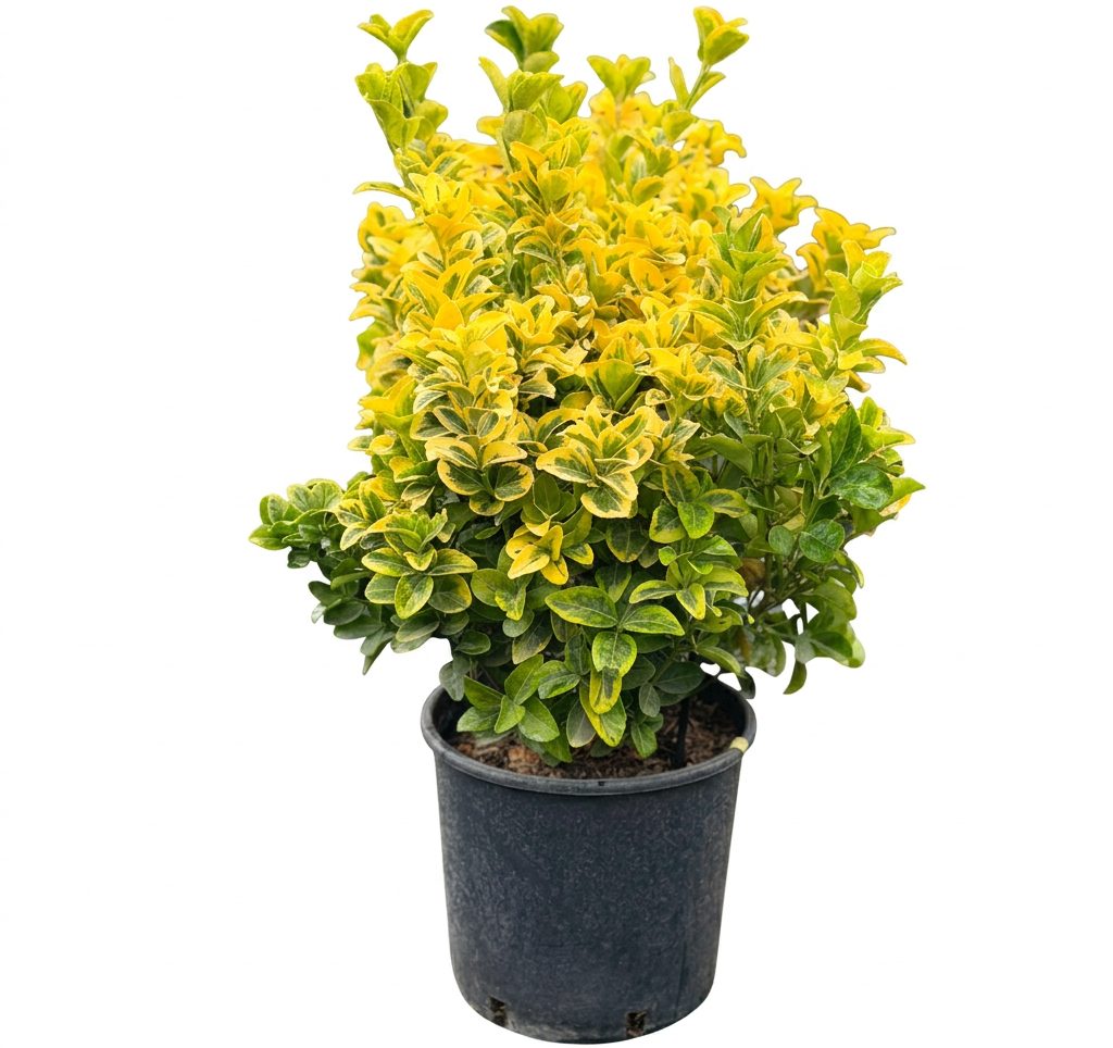 Euonymus Palla