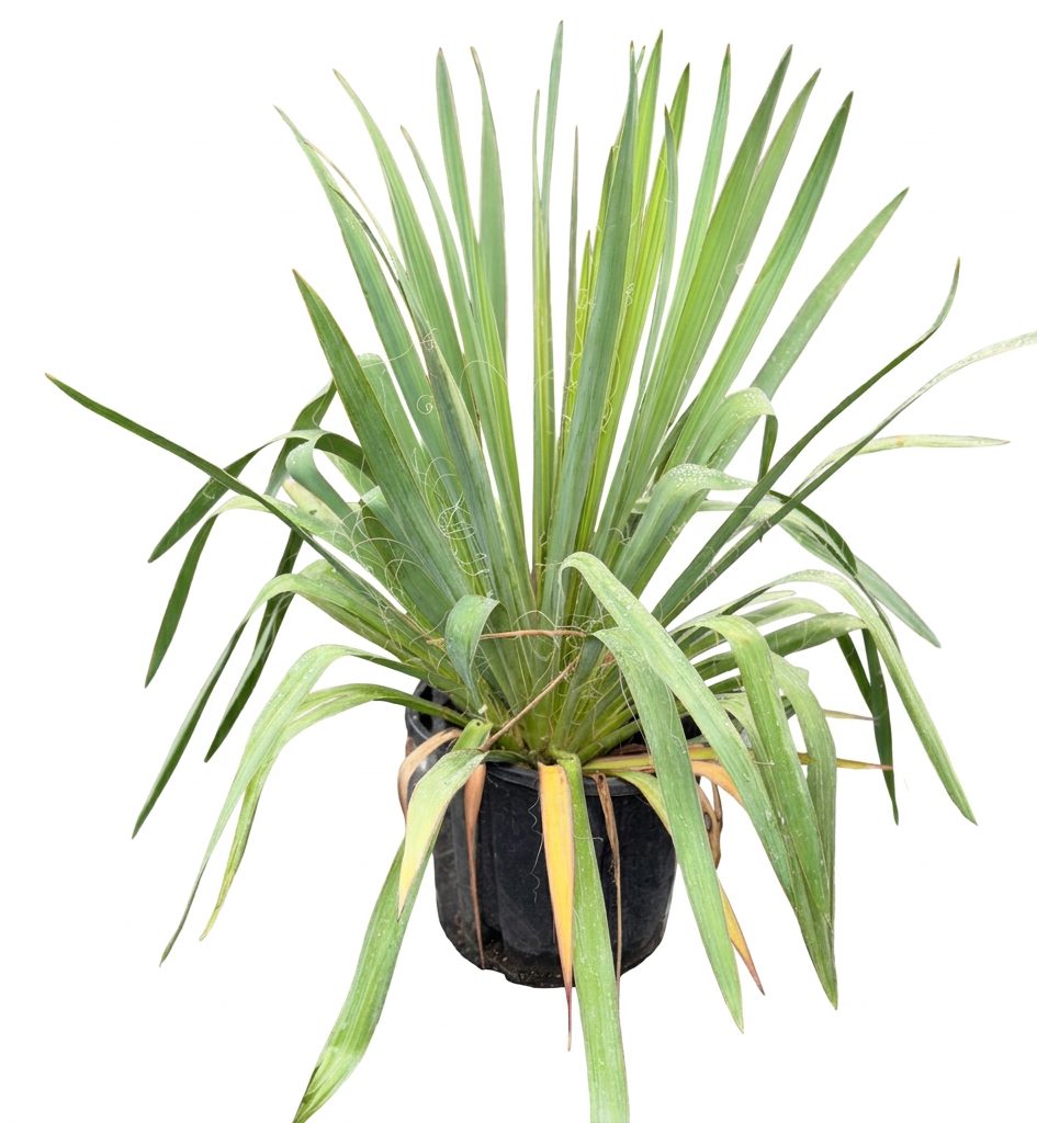Yucca Filamentosa