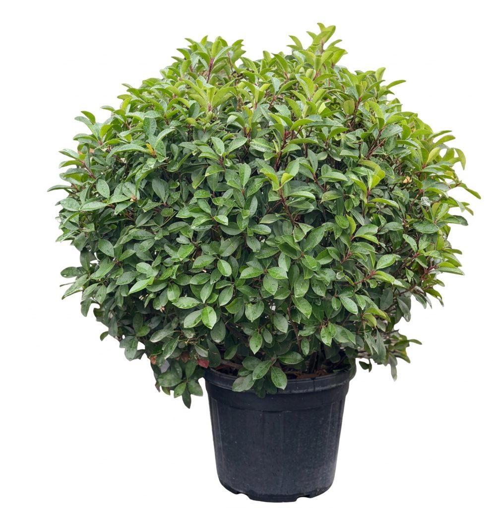 Photinia Globulara