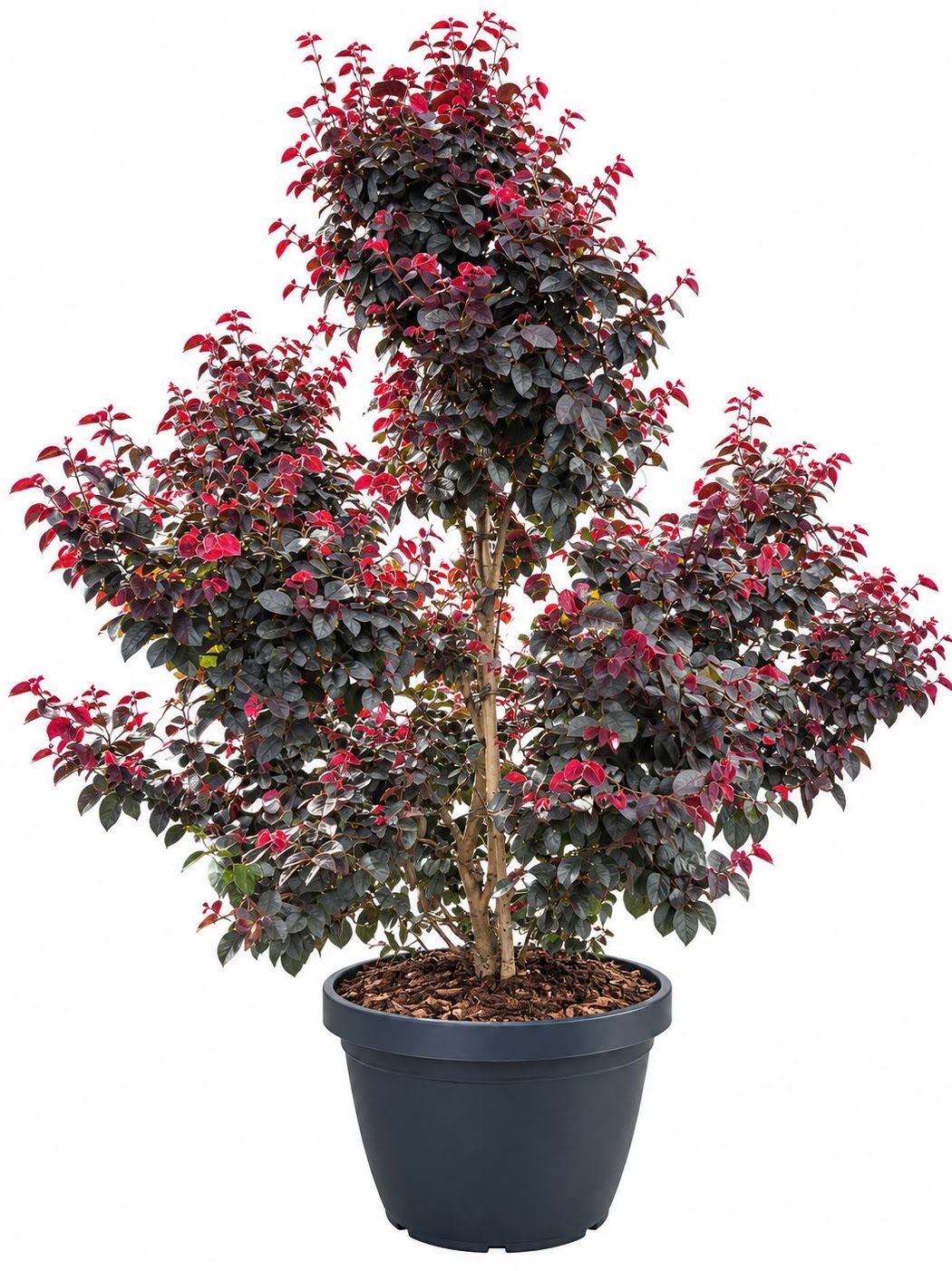 Loropetalum Pon Pon