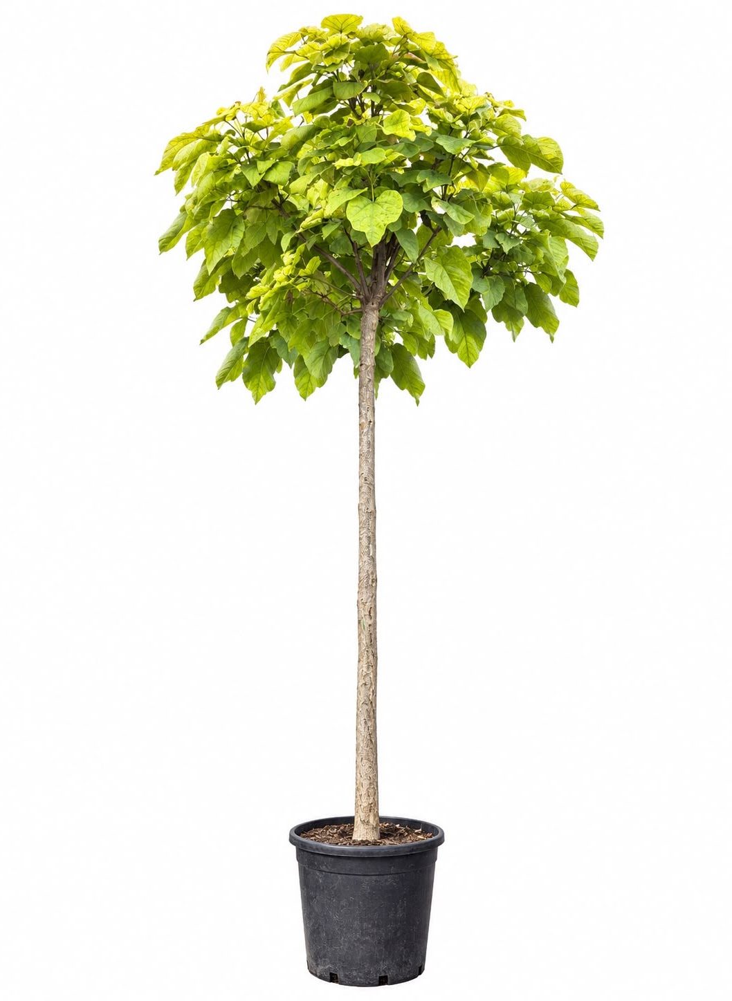 Catalpa #2