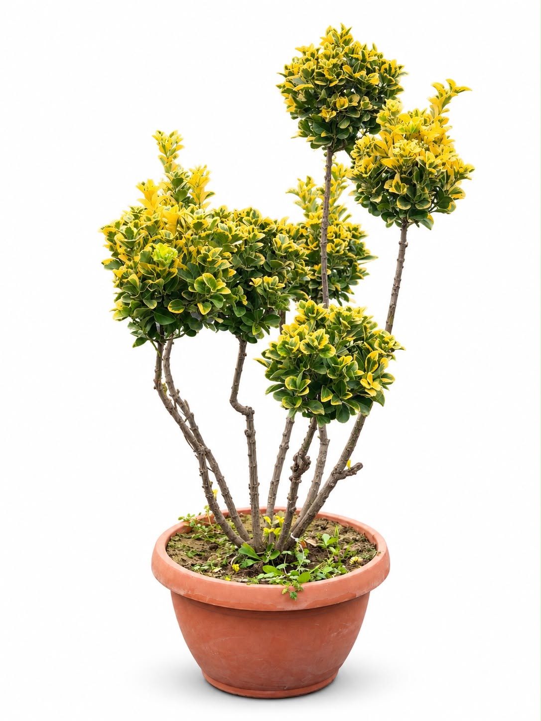 Euonymus Pon Pon #1