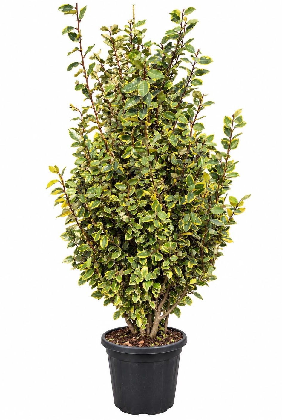 Eleagnus Evonymus #1