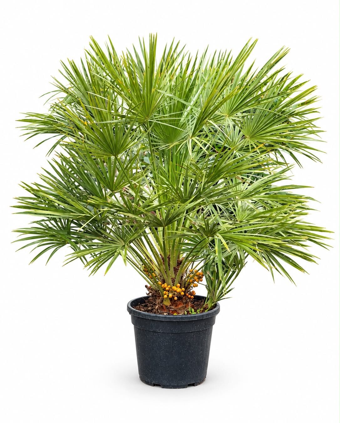 Palmier Humilis