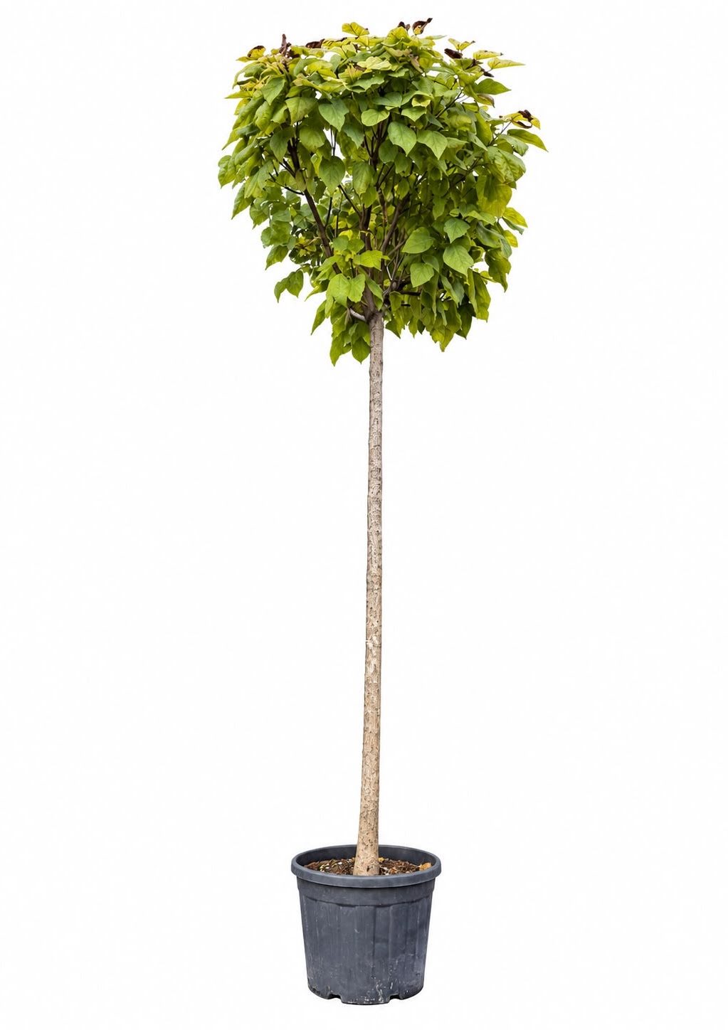 Catalpa Nana